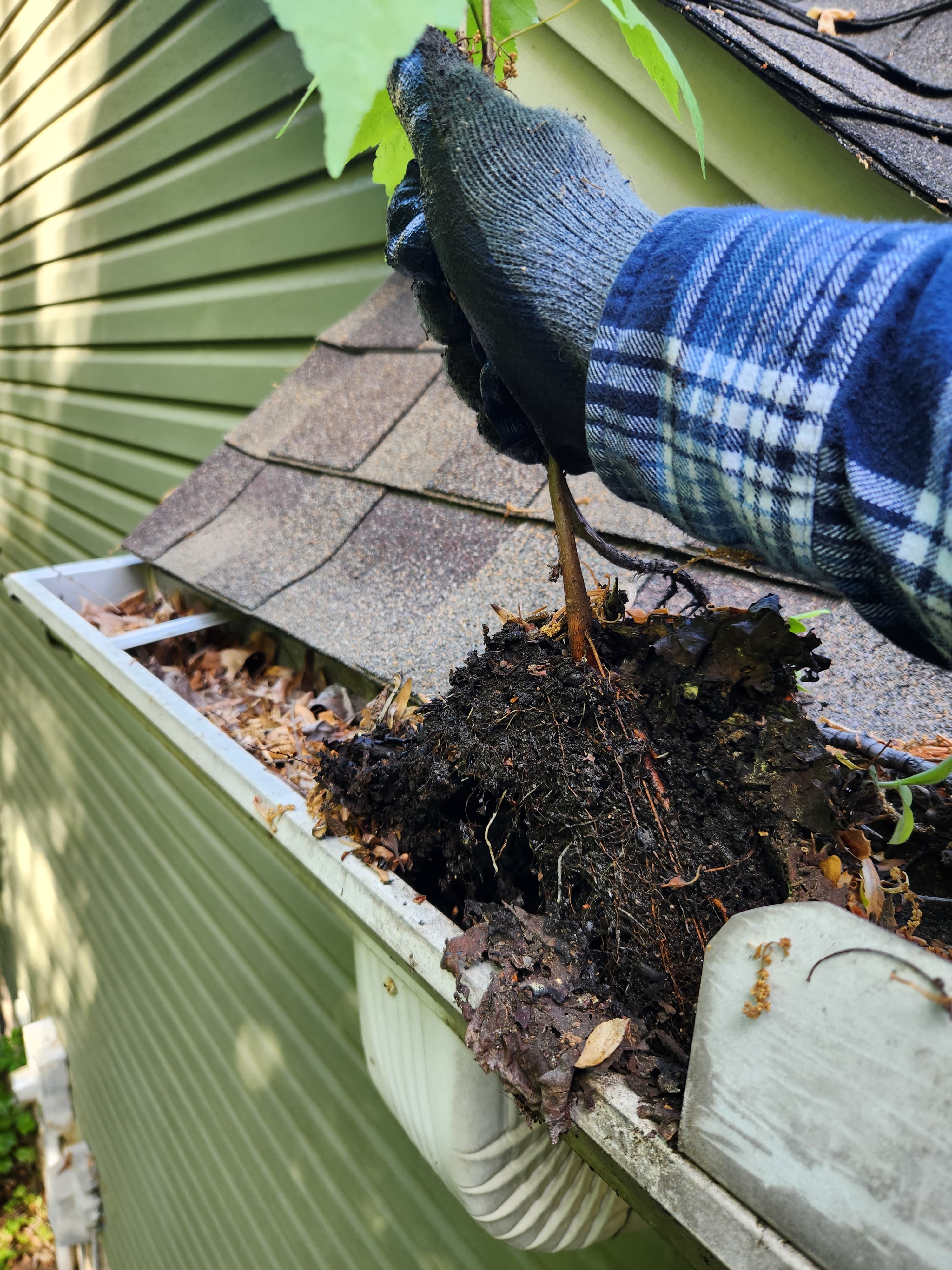 Decomposed debris and compacted leaf mat being removed from a clogged gutter during professional cleanout