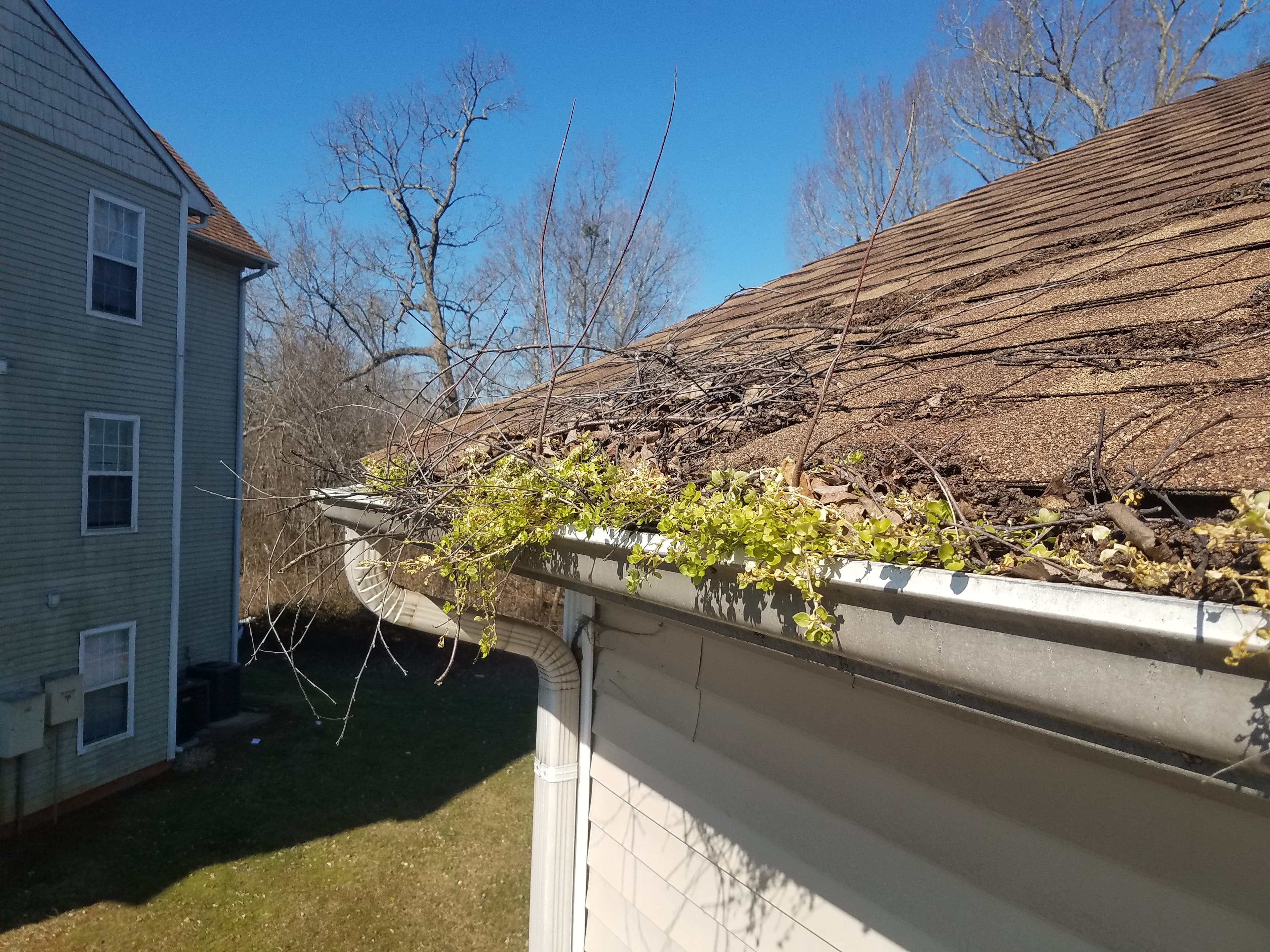 Plants and vines growing from a severely neglected gutter in North Carolina — roof buried in leaves and debris
