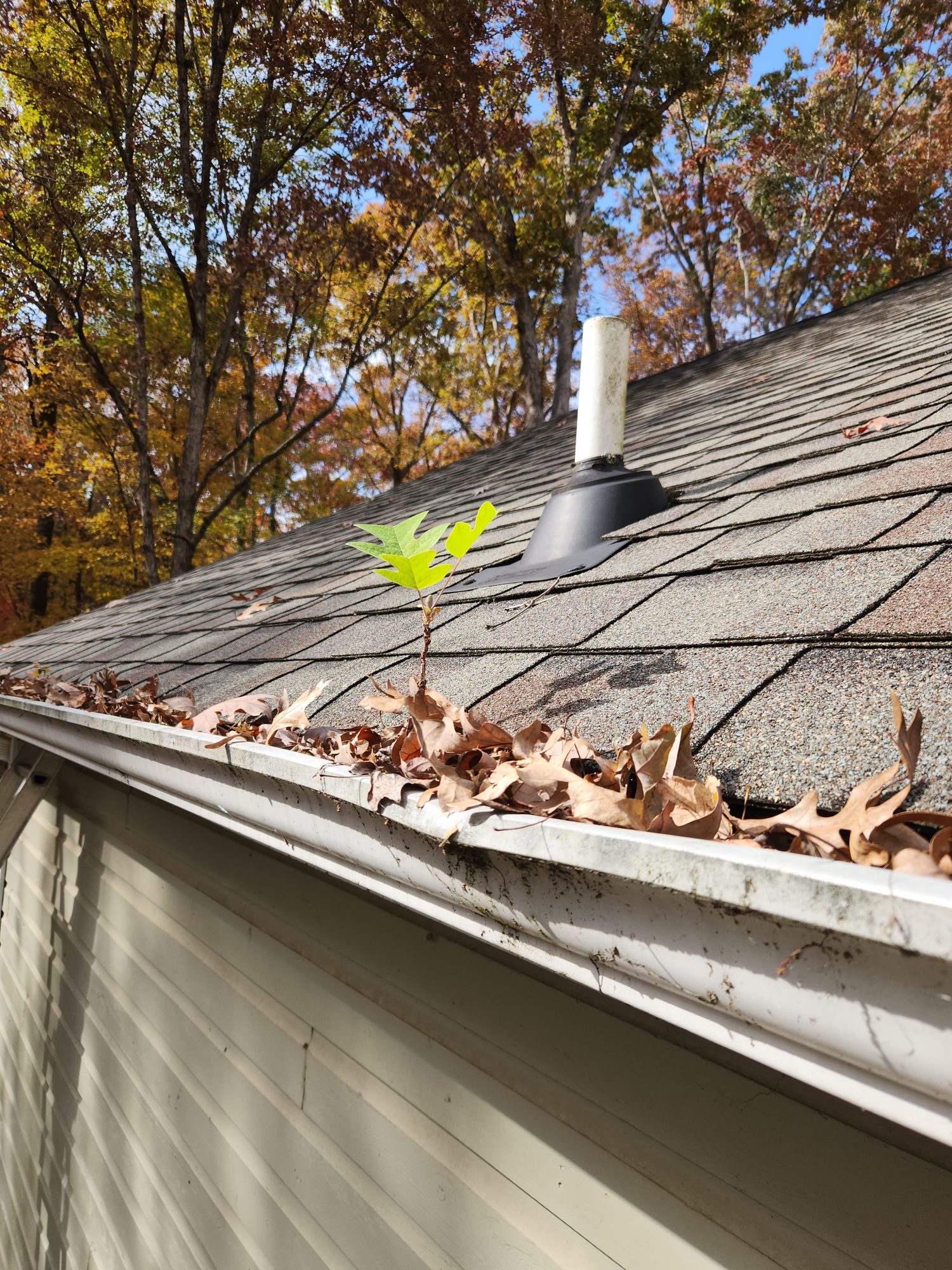 Gutter filled with fall leaves near downspout on an NC home, a condition commonly flagged on home inspection reports
